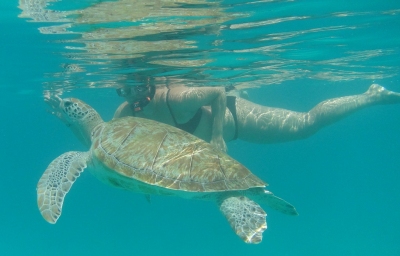 Schnorcheln mit Schildkröten auf Barbados (Alexander Mirschel)  Copyright 
Informations sur les licences disponibles sous 'Preuve des sources d'images'